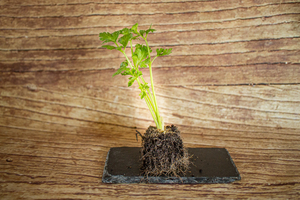 céleri pomme mini motte  BIO