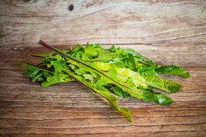 Chicorée catalogne botte verte ou rouge  BIO