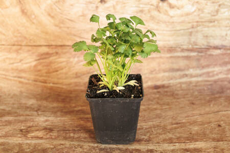 planton Coriandre  BIO