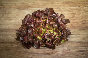 Salade feuille de chêne rouge  BIO