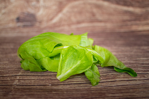 Chicorée à tondre verte bouquet  BIO