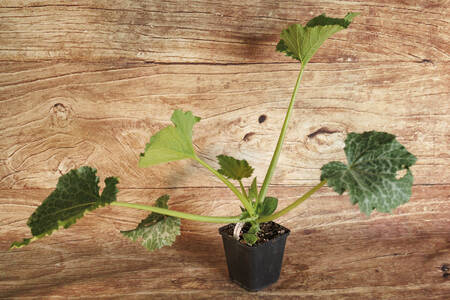 planton Courgette  BIO